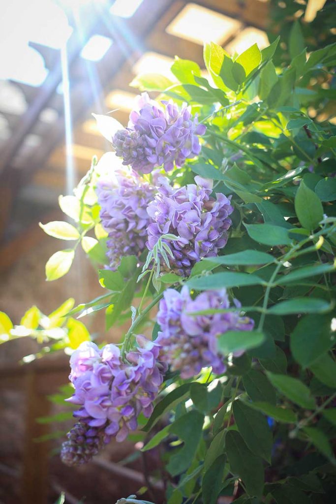 Purple flowering wisteria. 