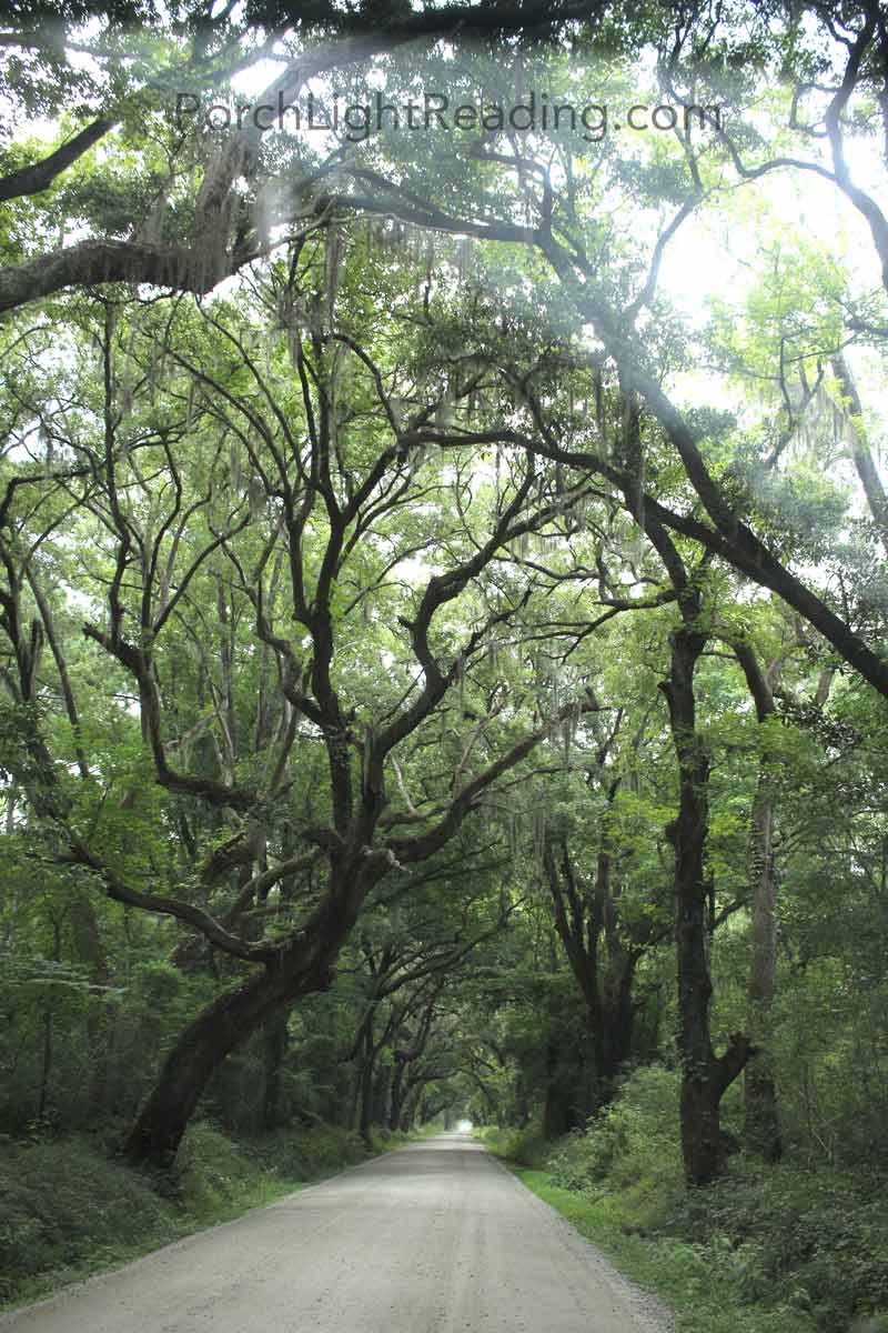 Dirt road surrounded by life oak trees.