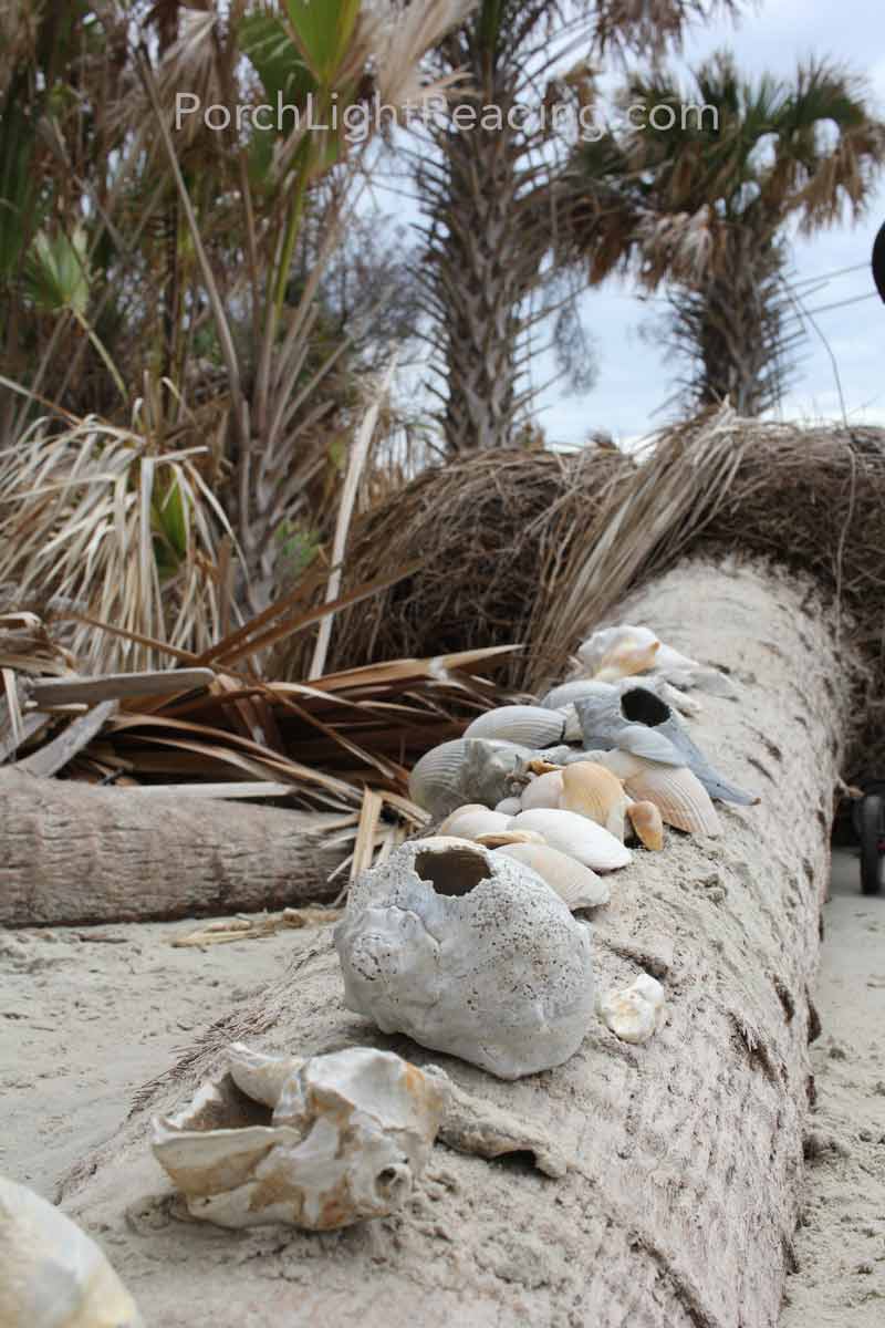 Seashells lined along a fallen palmetto tree.