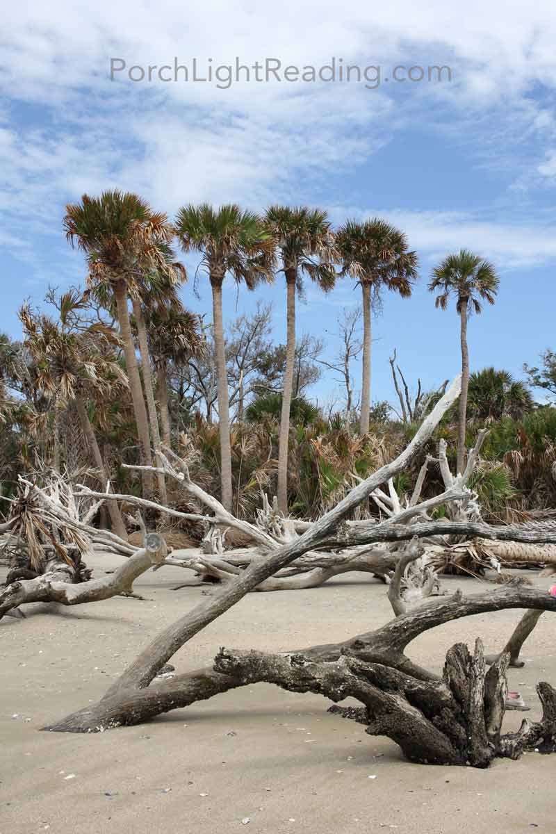 Palmetto trees and driftwood on beach.