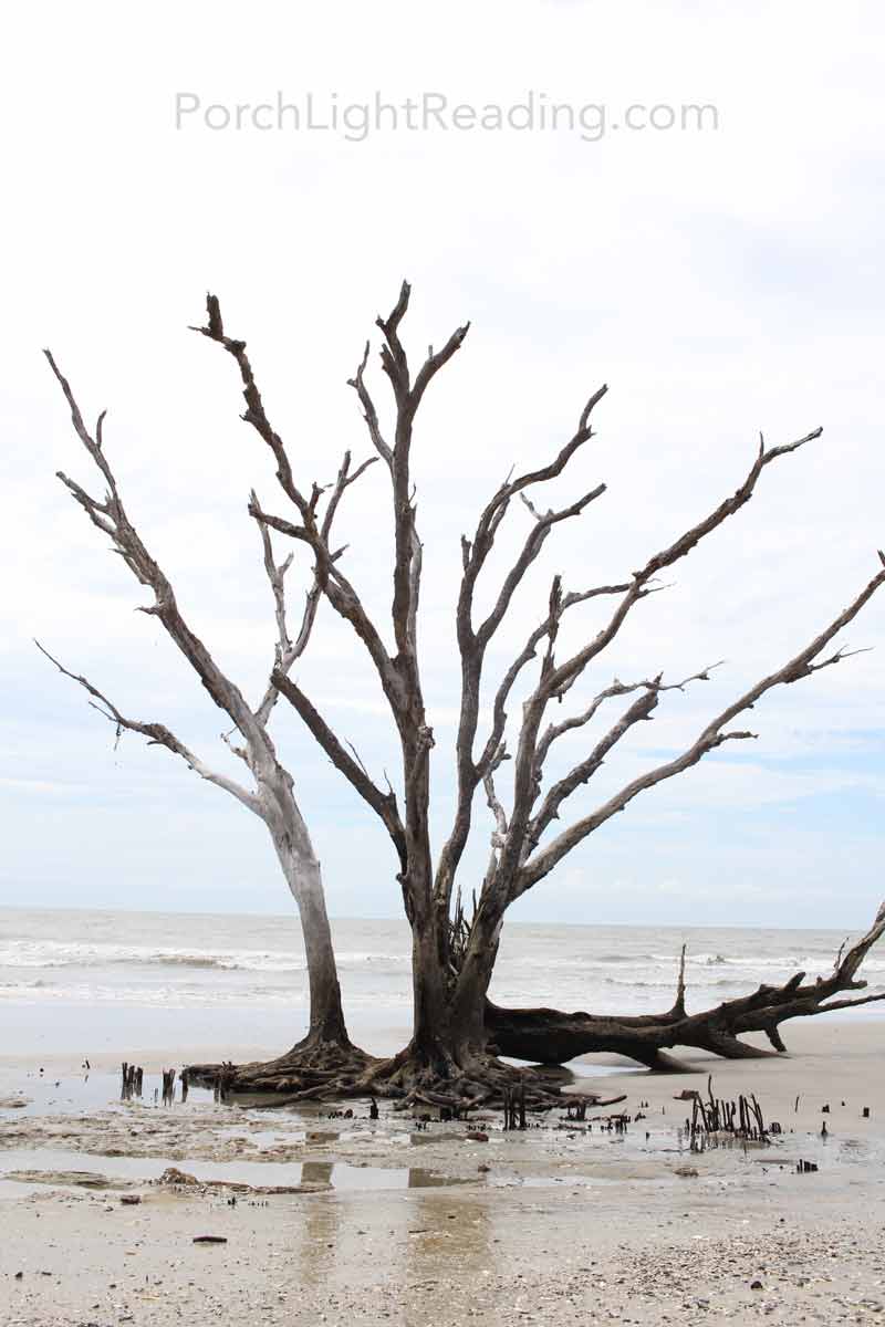 Skeleton of live oak tree on beach.
