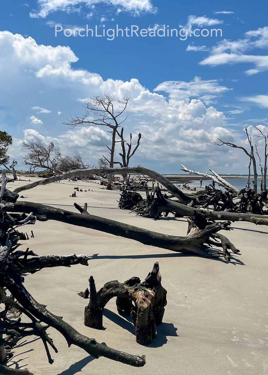 Driftwood along the shore. 