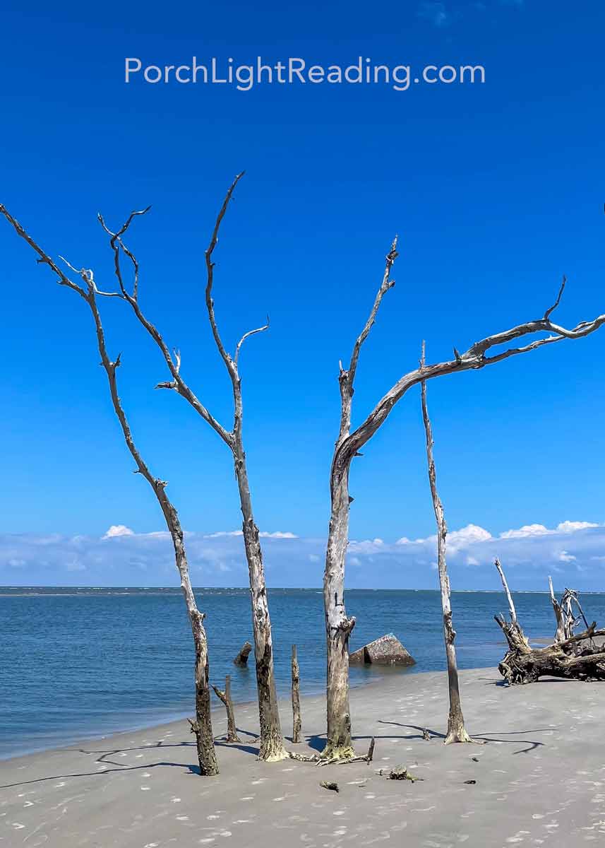 Skeleton of trees in the sand. 