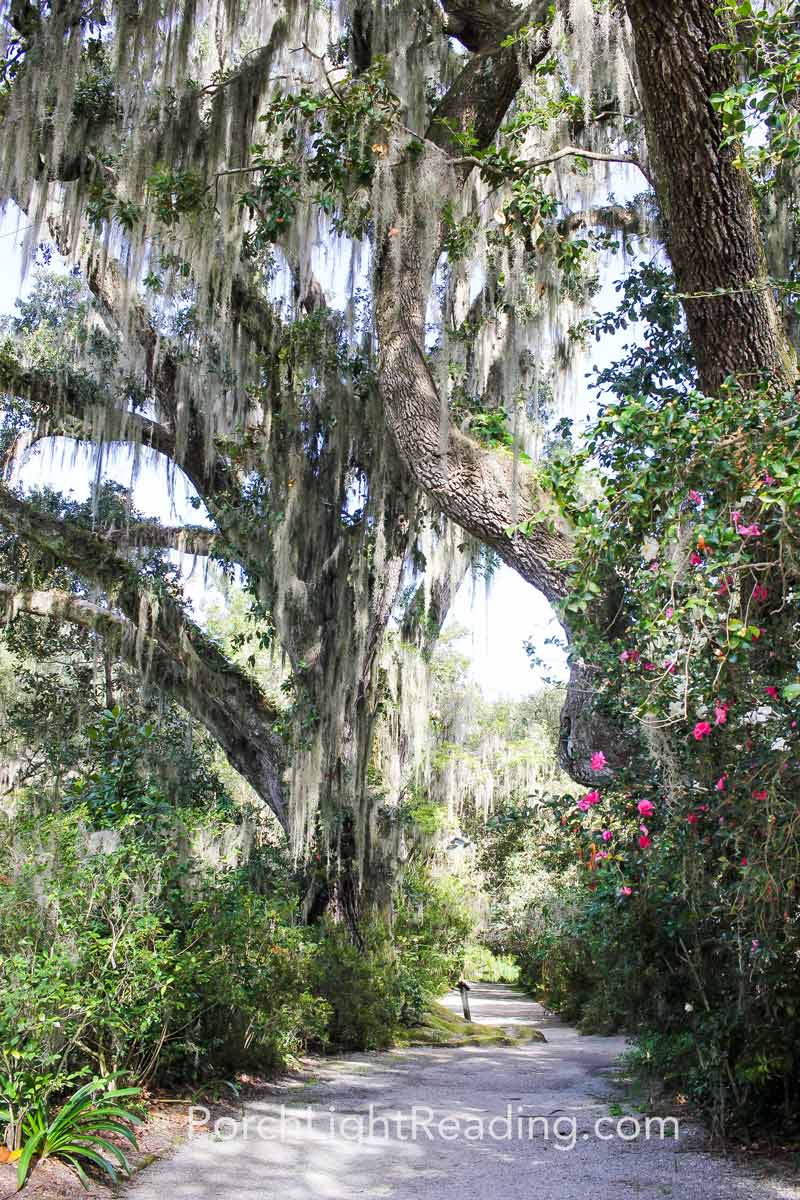 Nature path leading to the wildlife observation tower.
