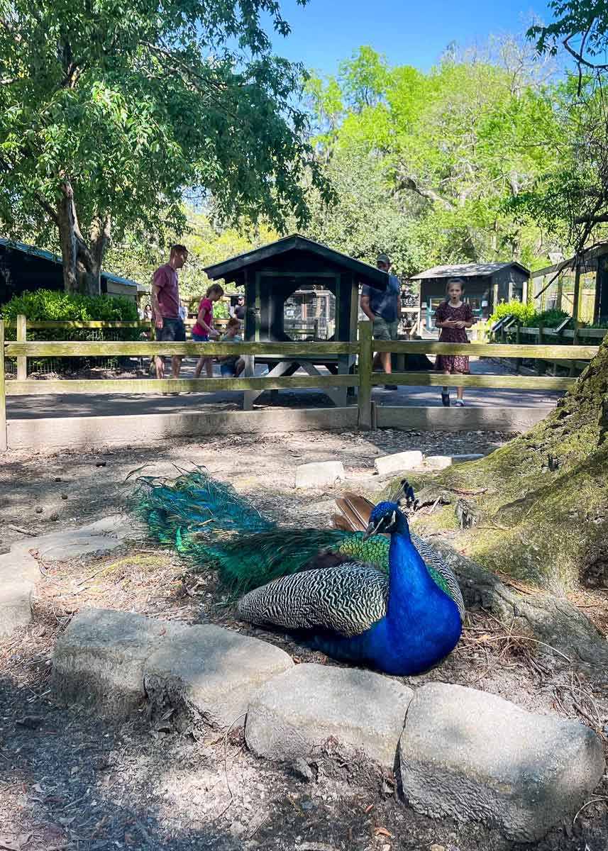 Brightly colored peacock enjoy the shade under a tree.