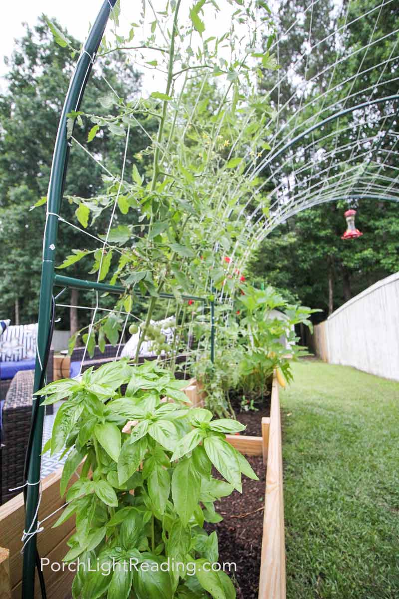 Basil and tomatoes growing in the planter. 
