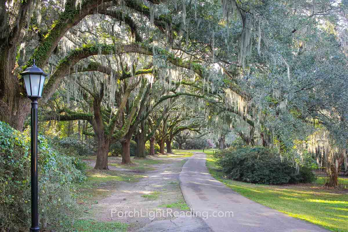 Lamp post, paved path, and live oak trees coved in Spanish moss.