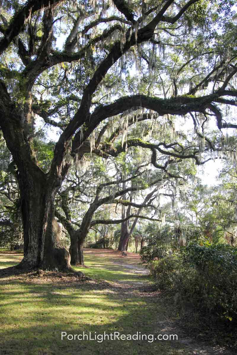 Live oak trees with Spanish moss covered branches.