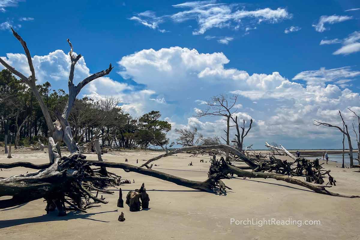 Dead tree forest along the beach.