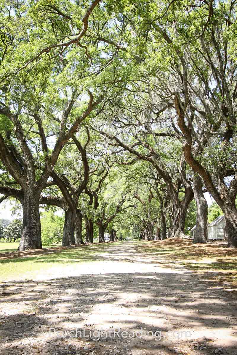 Avenue of oaks next to the slave cabins.
