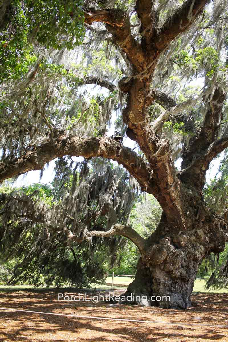Large oak tree with bell on the top branch.