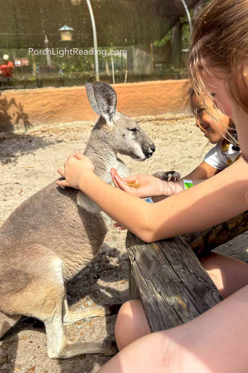 Petting a small kangaroo.