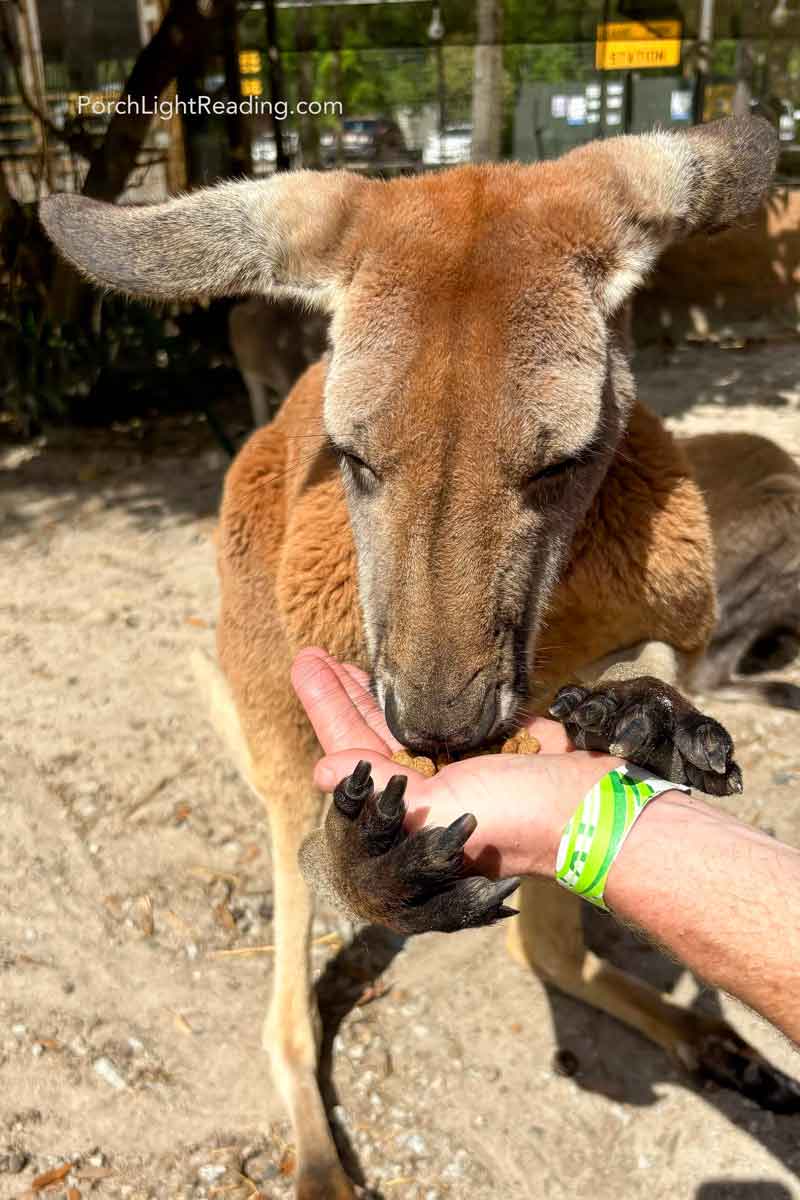 Large brown kangaroo holding the hand of a visitor while he enjoys a snack.