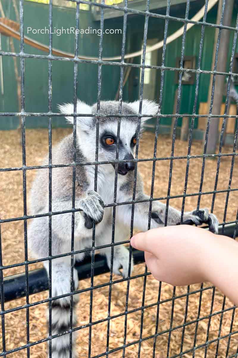 Fluffy little lemur enjoying his snack.