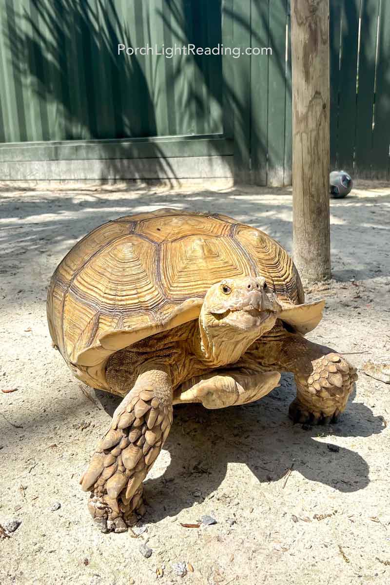 Large tortus.