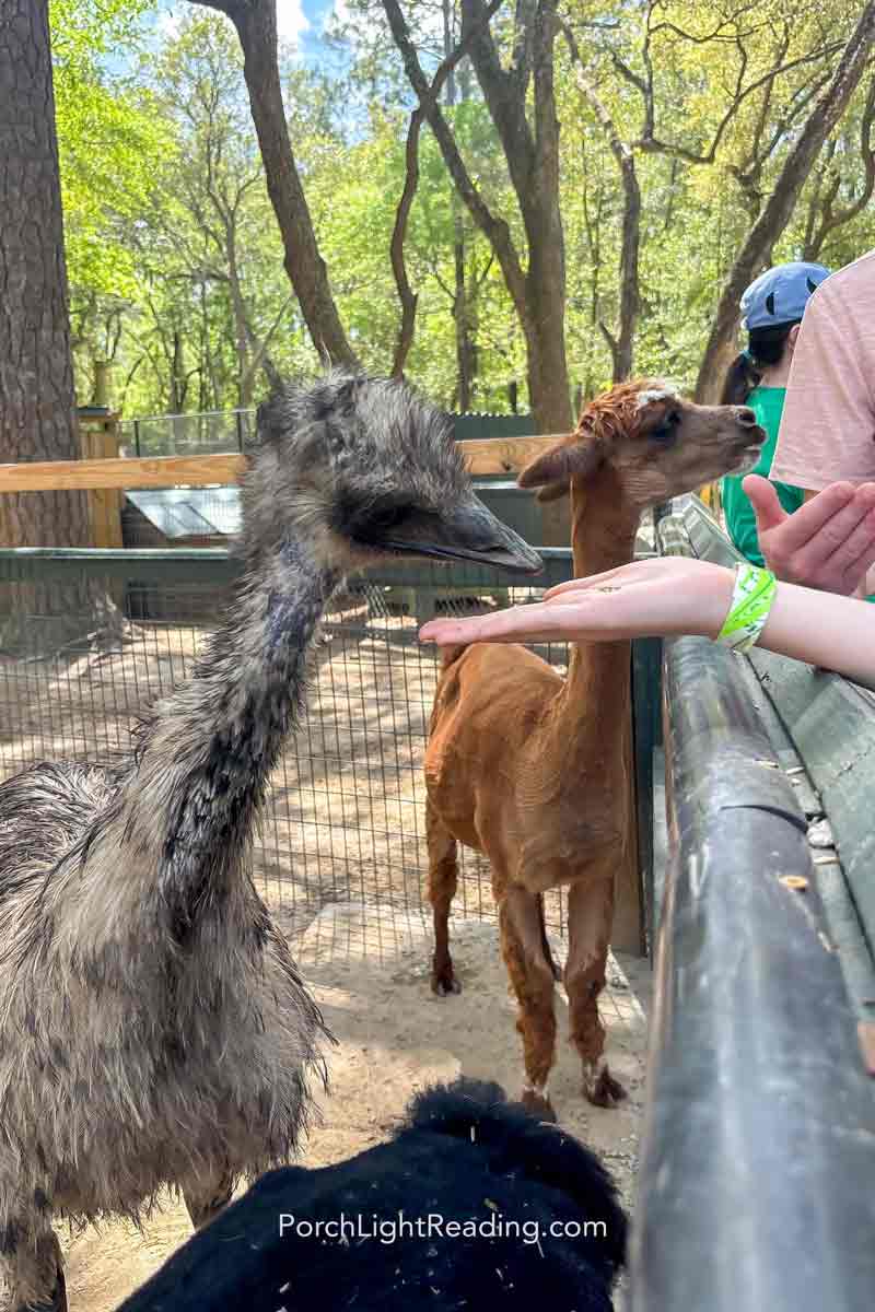 Feeding the emu and alpaca at Bee City Zoo.