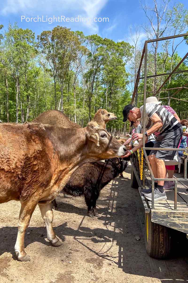 Large Swiss cow eating from a hand of a tour guest.