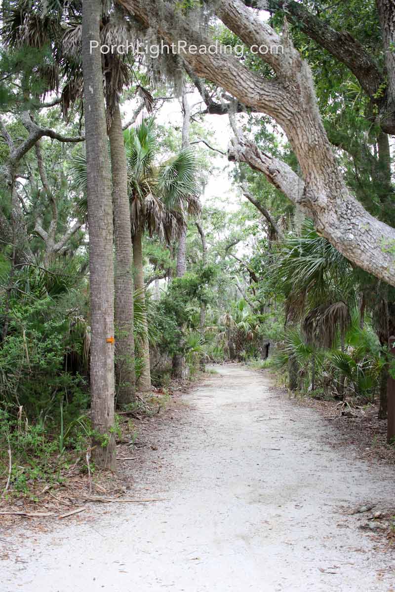Palmetto trees lining the dirt trail. 