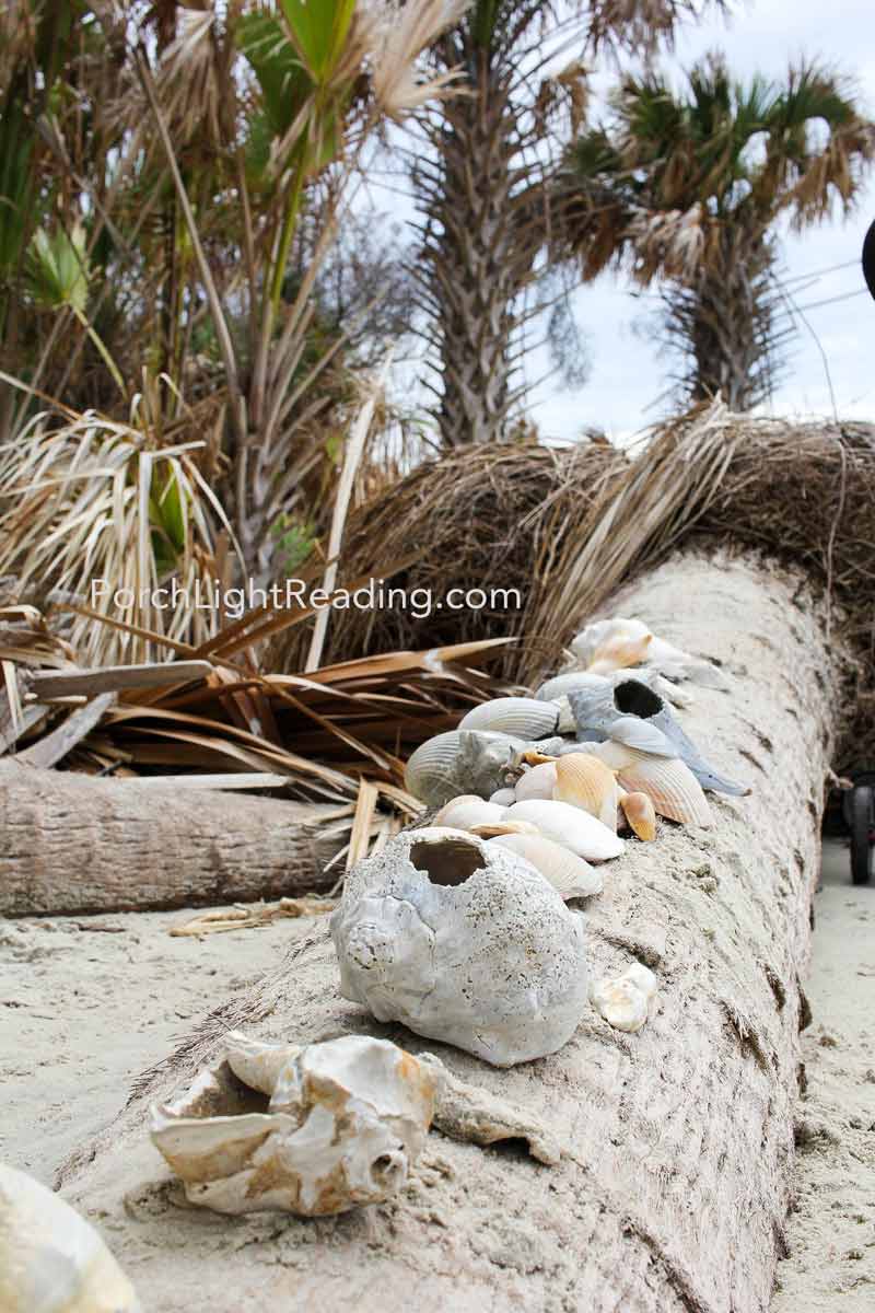 Sea shells along a fallen palmetto tree. 