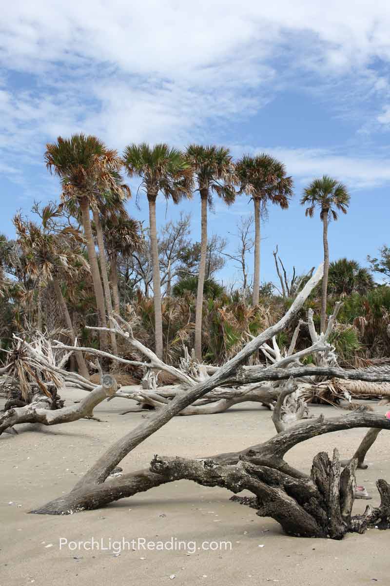 Palm trees and driftwood at Botany Bay. 