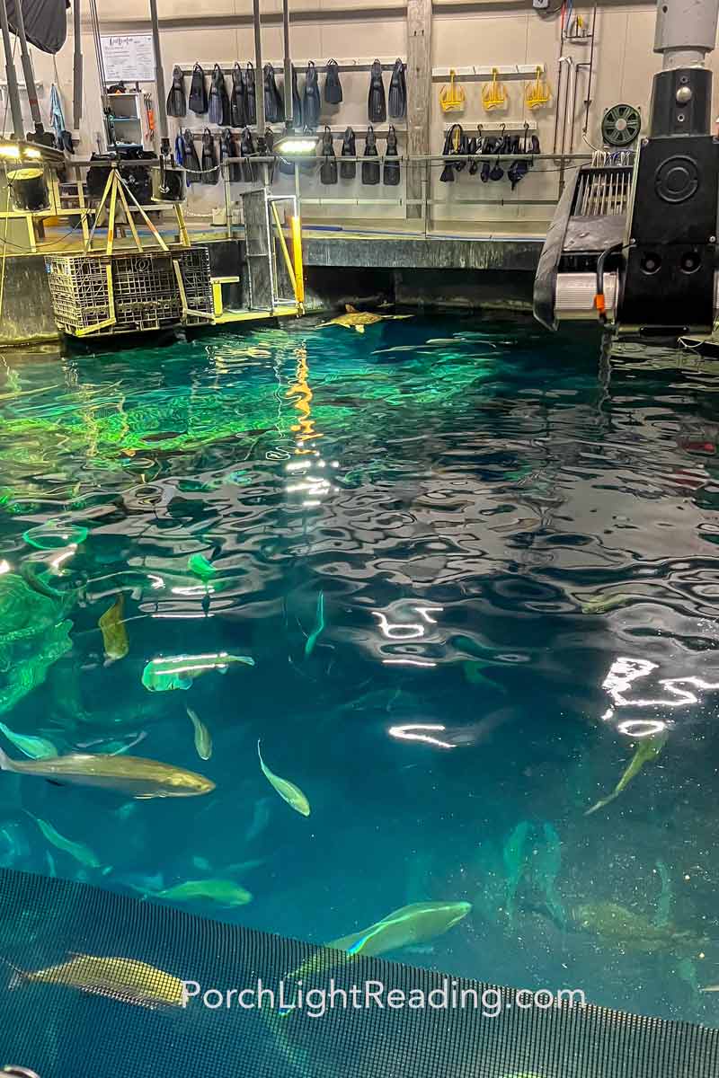 Top of aquarium tour with view from the top of the tank!