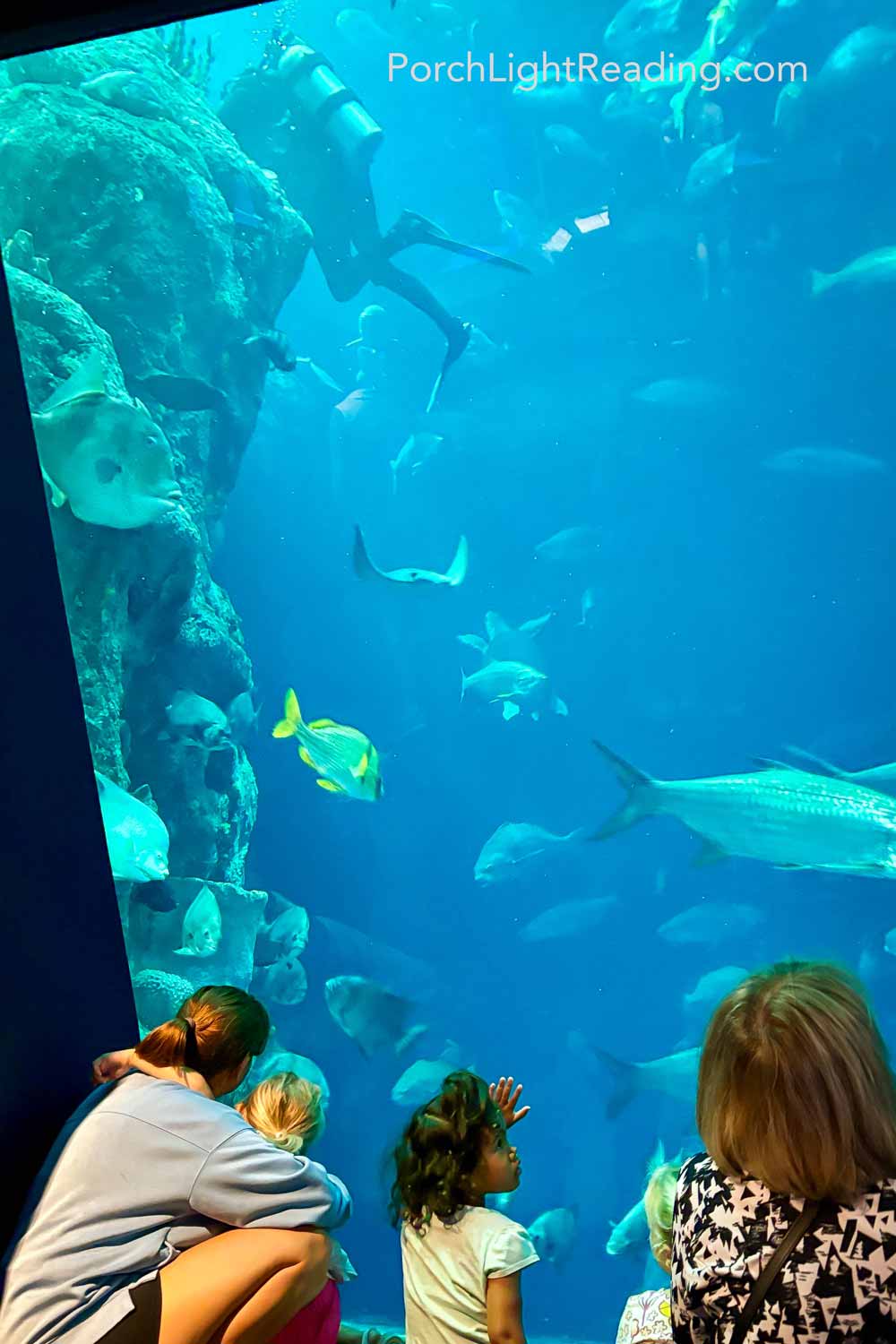 Scuba diver in the large aquarium. 