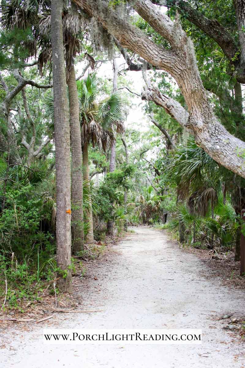 Dirt walking trail lined with palmetto trees. 