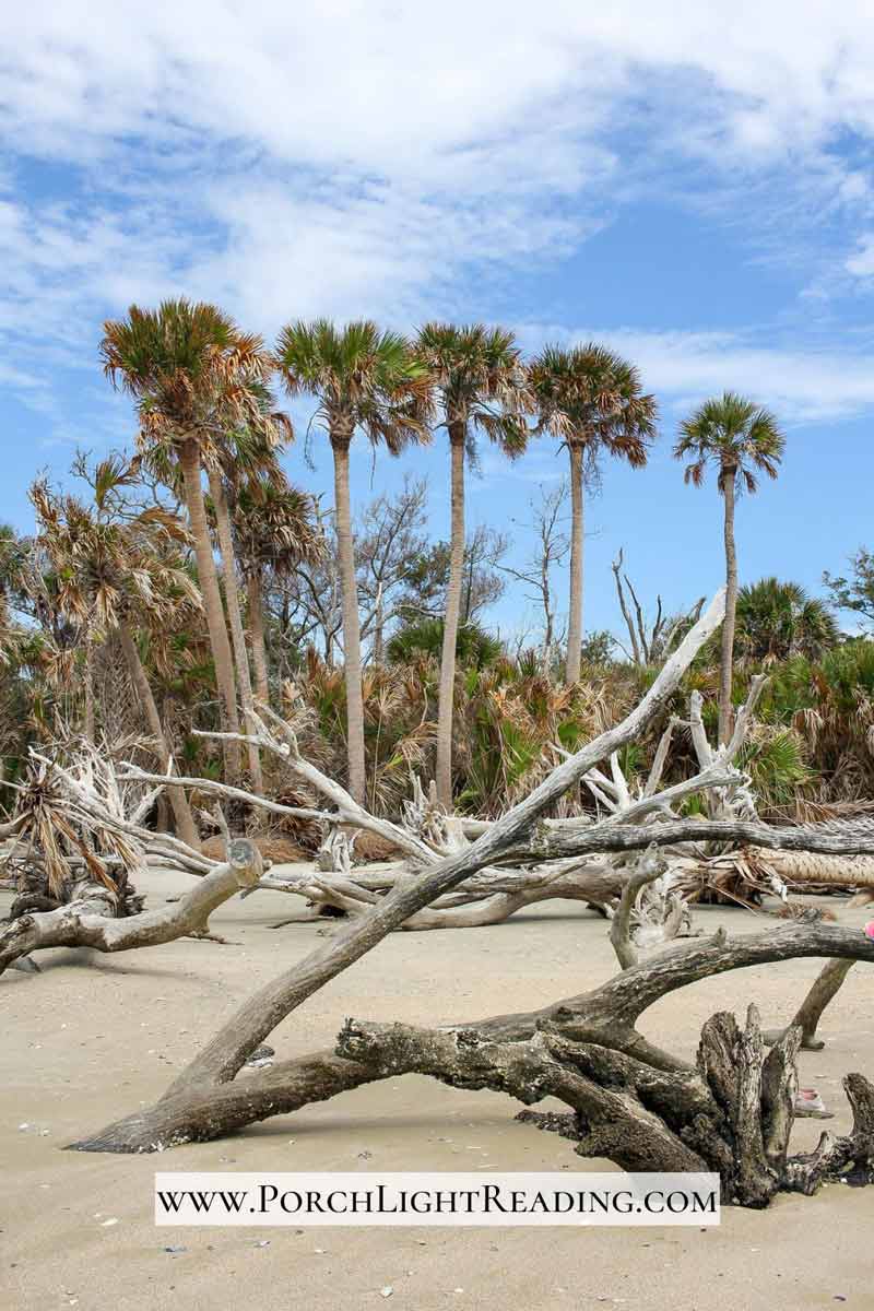Driftwood beach along Botany Bay, SC. 