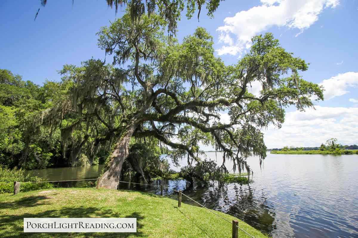Large tree growing over the river. 