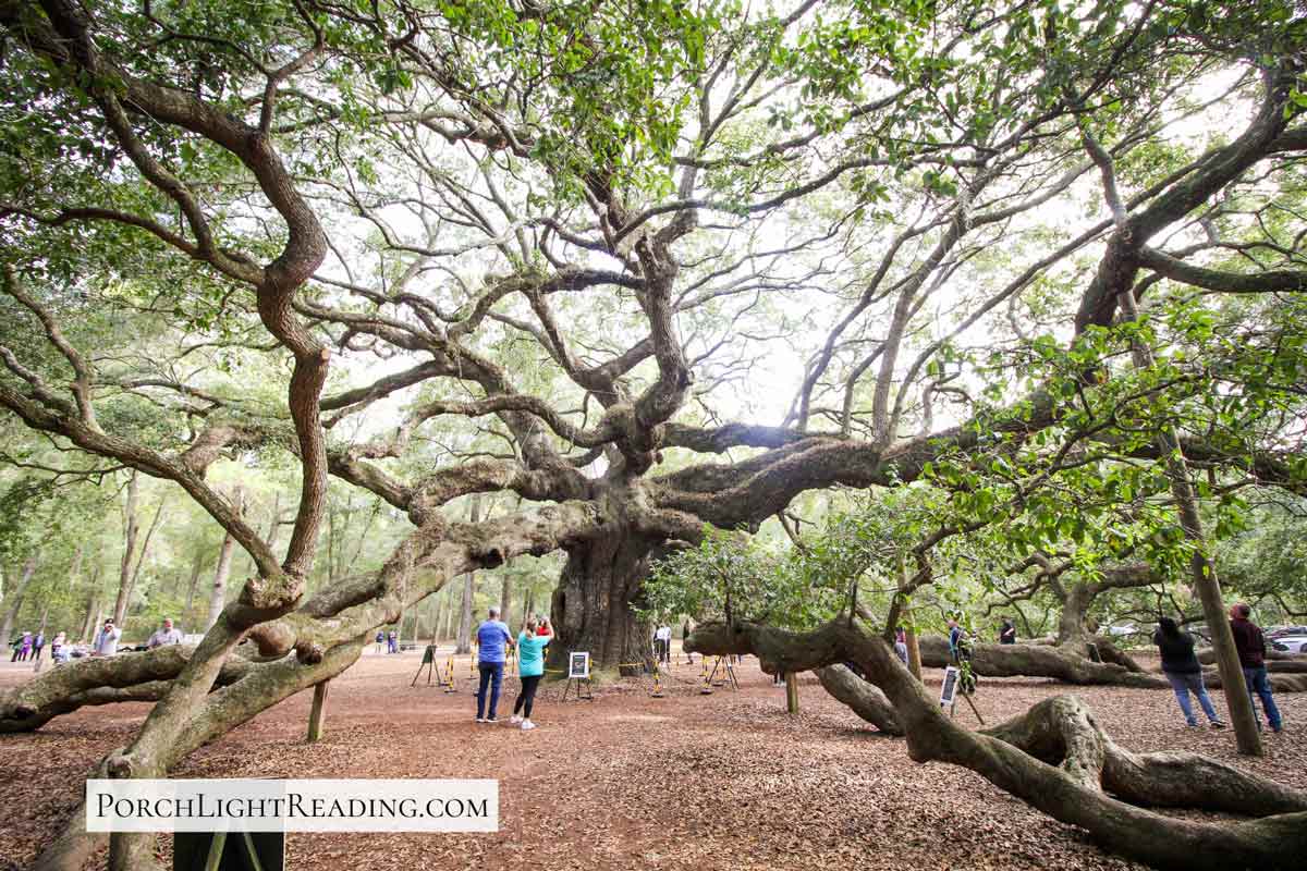 Angel Oak Tree with massive branches. 