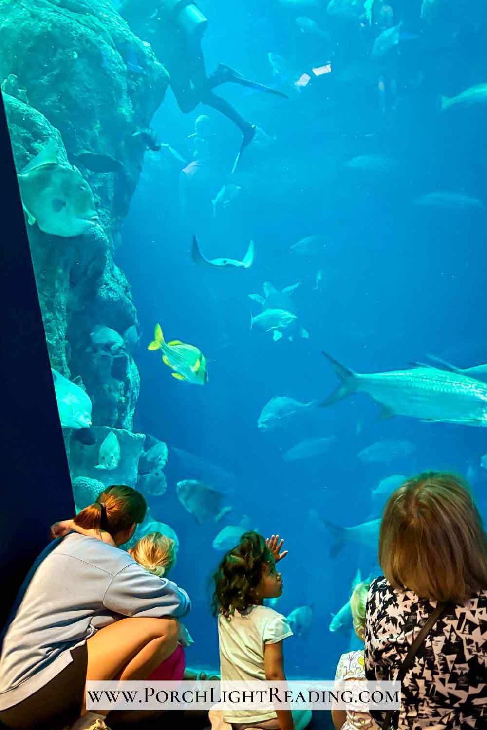 Little kids looking at the fish at the South Carolina Aquarium. 