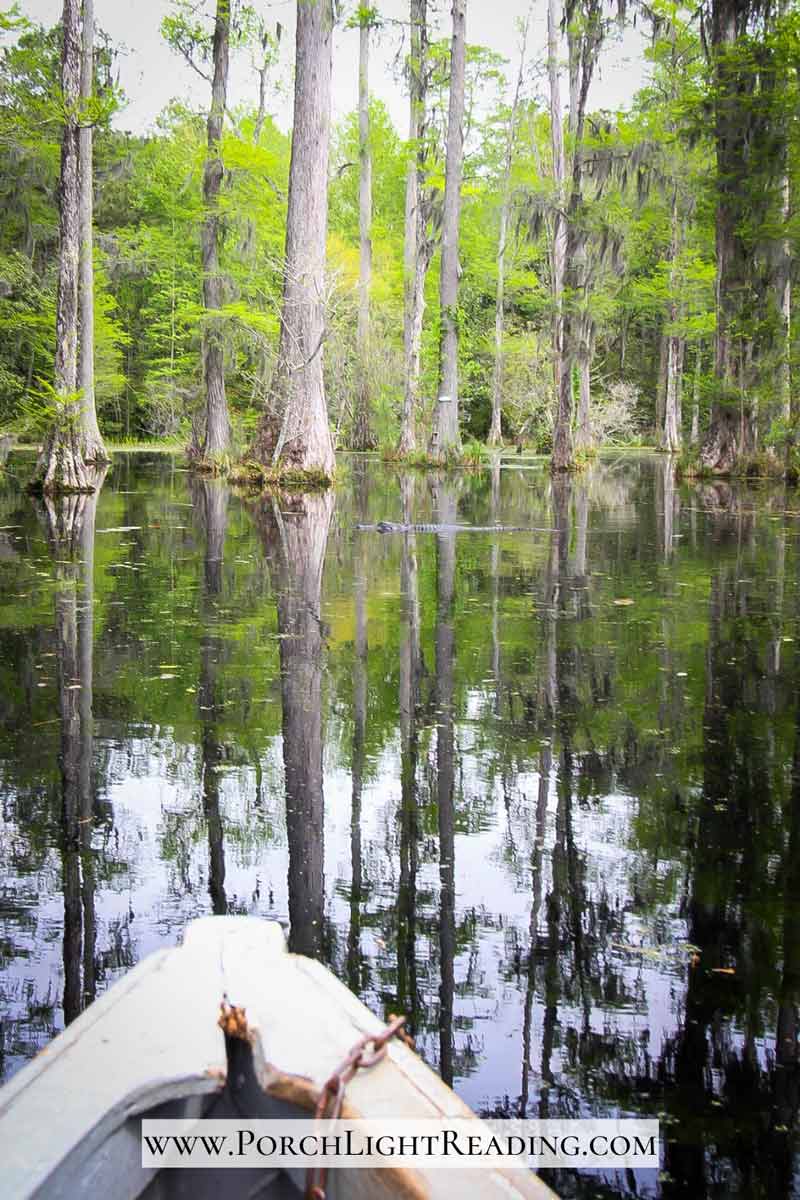 Alligator in the distance while on a flat bottom boat tour. 