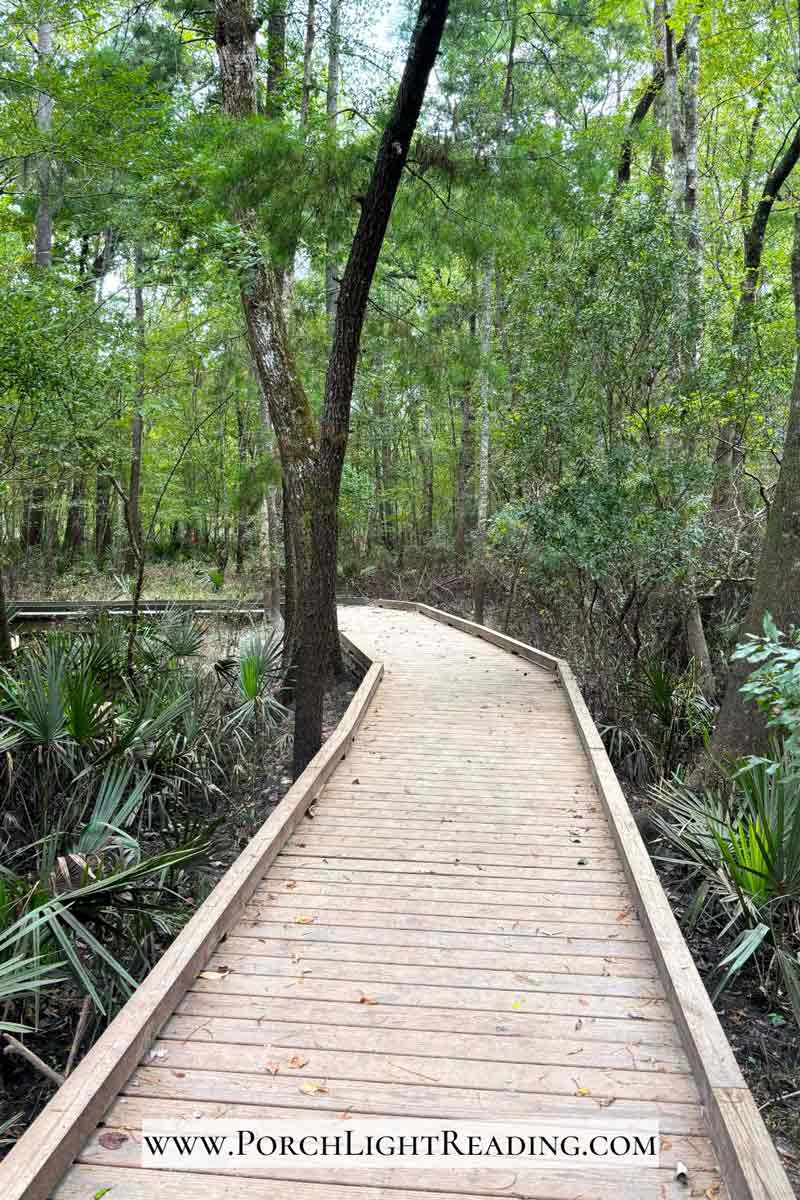 Wooden boardwalk surrounded by lush greenery. 