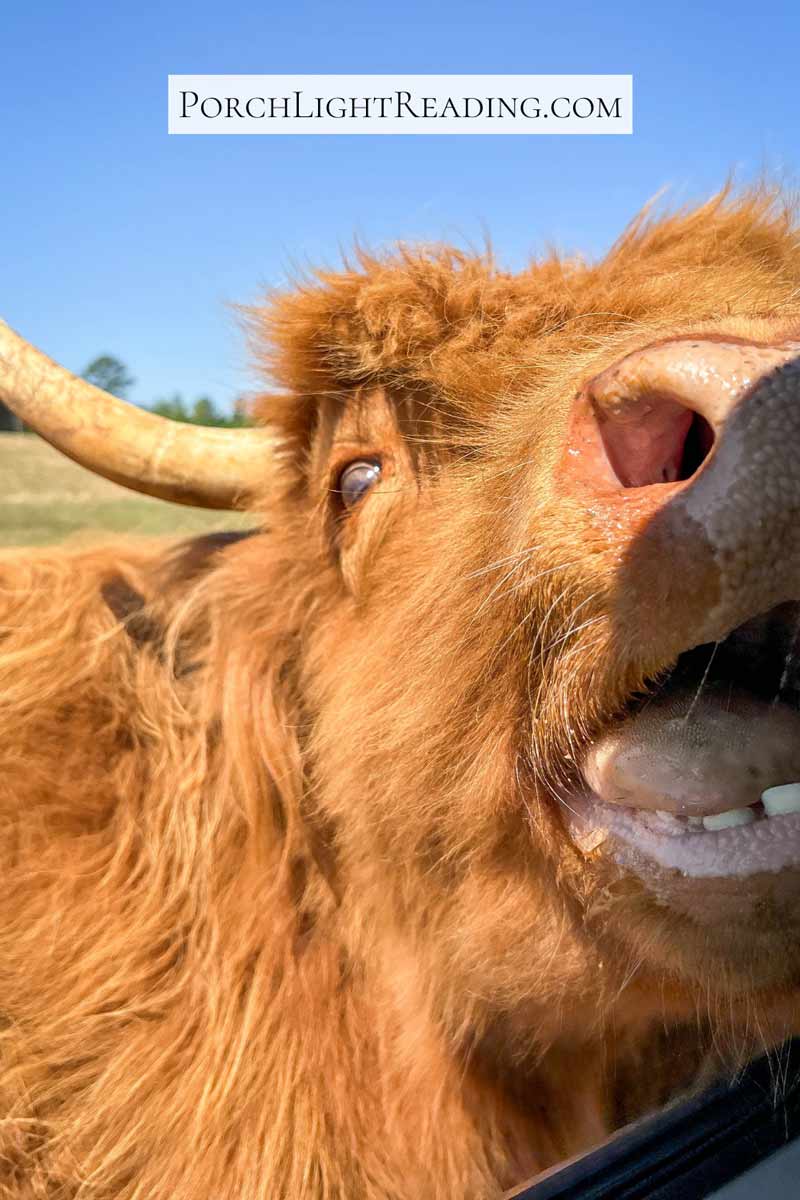 Brown highlander cow opening his mouth for a bit to eat. 