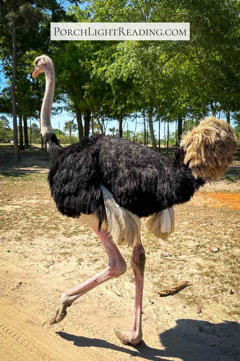 Ostrich walking along the road. 