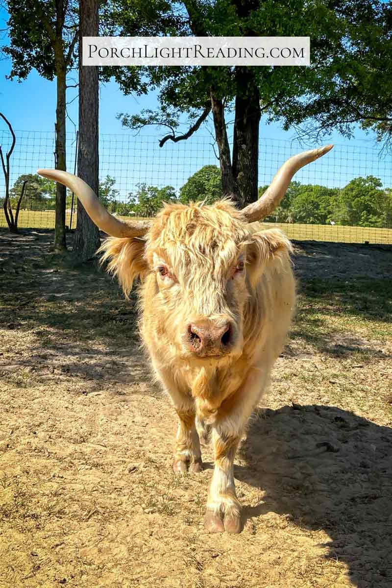 Highlander cow standing tall and pretty. 