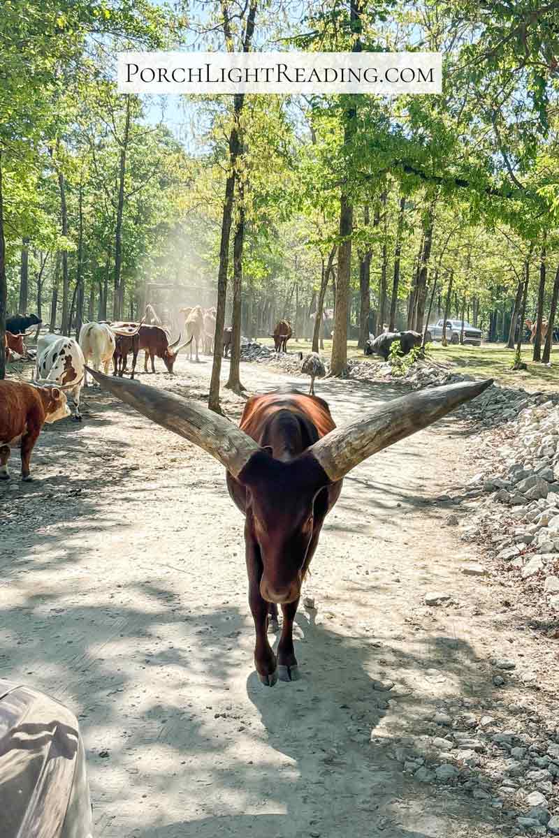 Animal with gigantic horns standing on the road. 