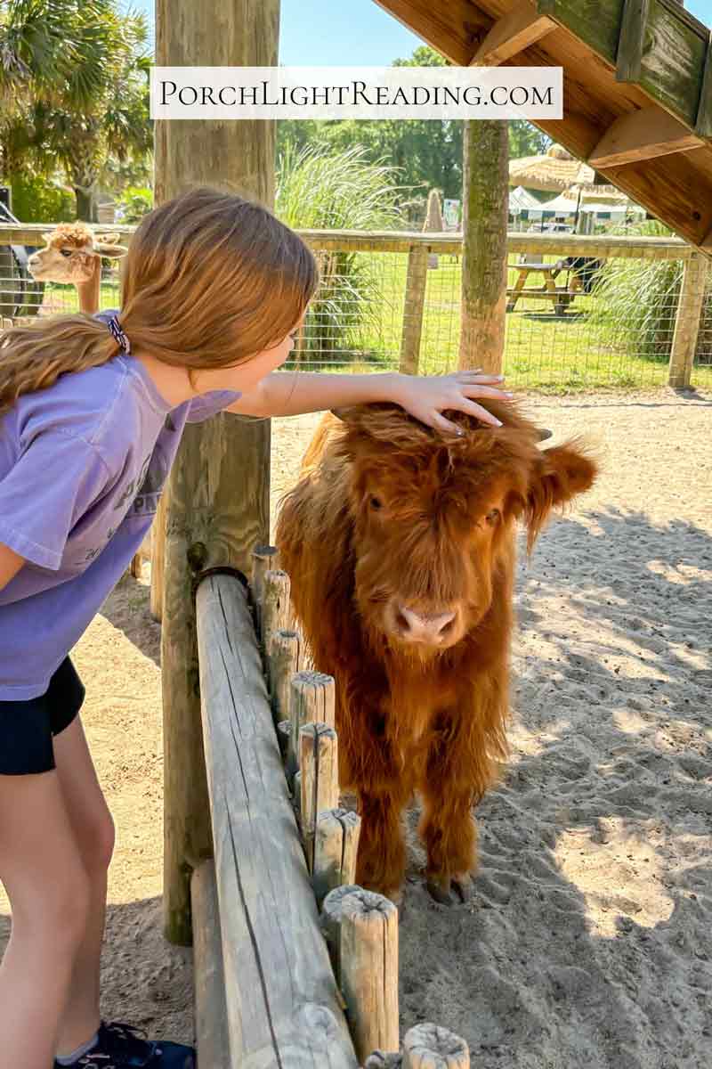 Petting a mini Highlander cow at the petting zoo. 