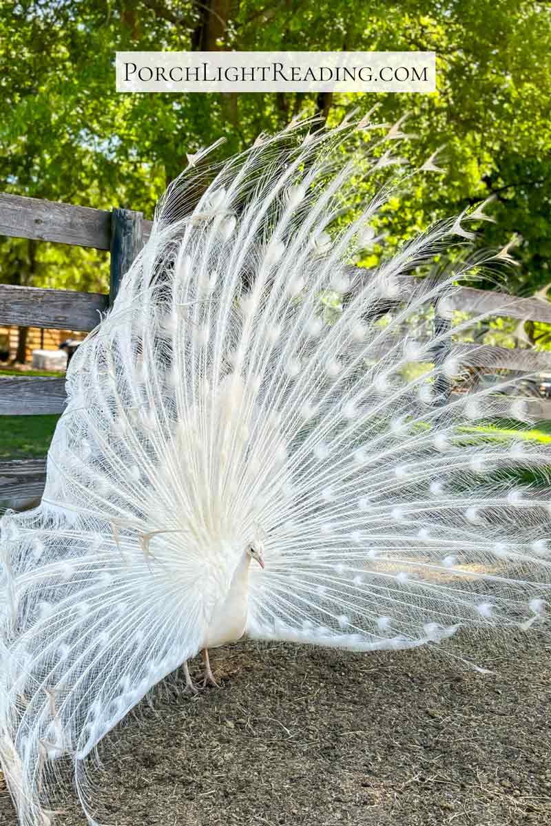 White peacock with its feathers fully extended. 