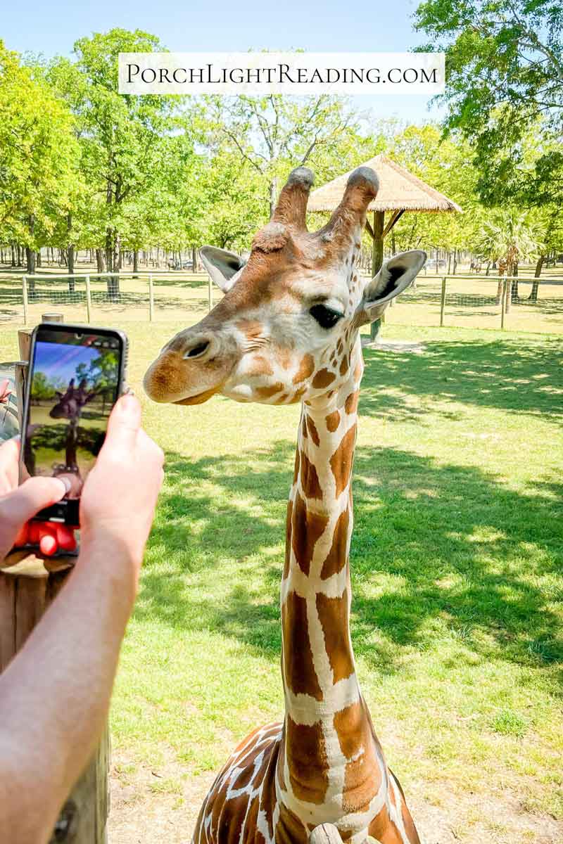 Gorgeous tall giraffe posing for a picture. 