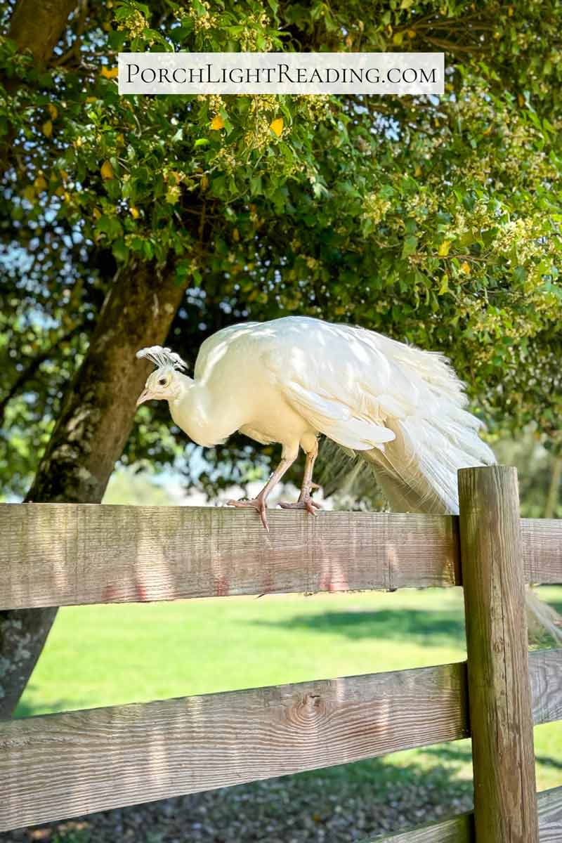Beautiful white peacock perching on a wooden fence. 