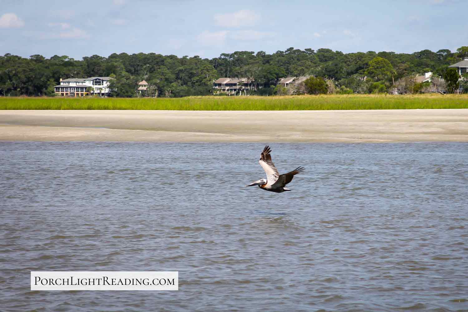 Pelican flying low over the waters of Kiawah River. 