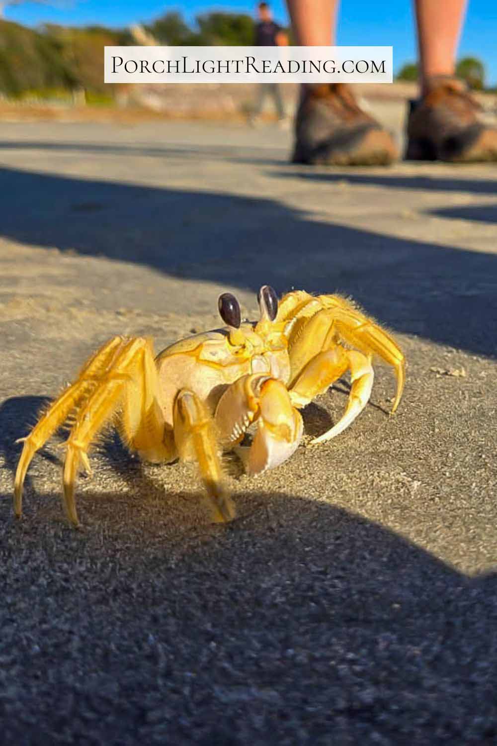 Crab with large eyes along the beach. 