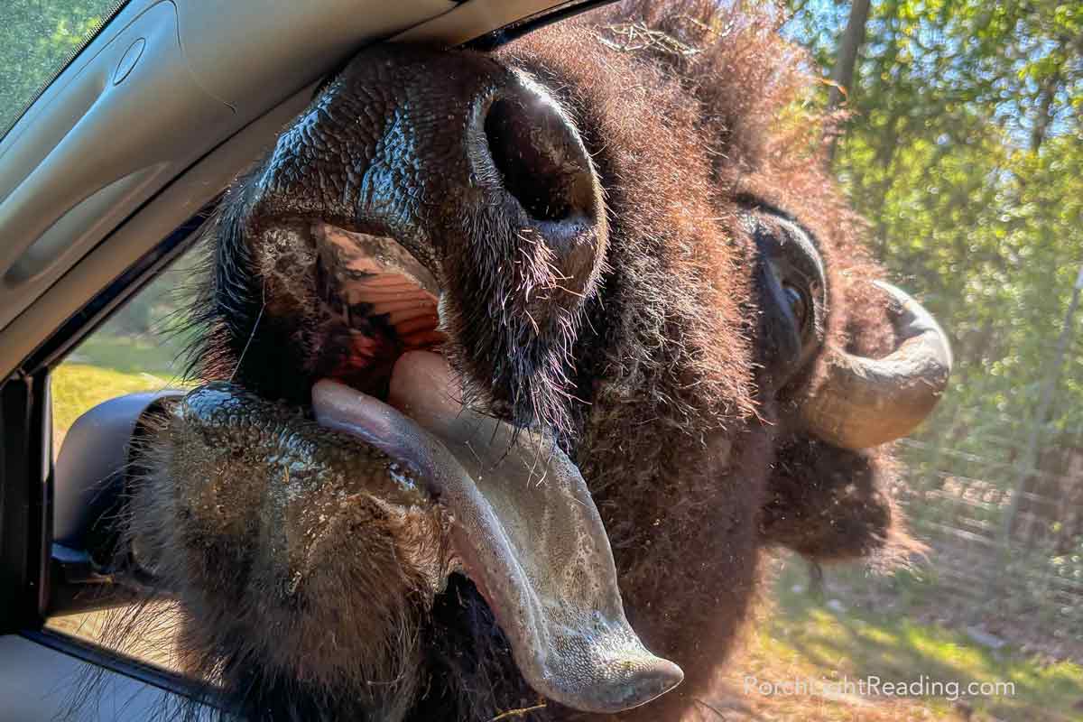 Large water buffalo sticking out his tongue through the window of the car! 