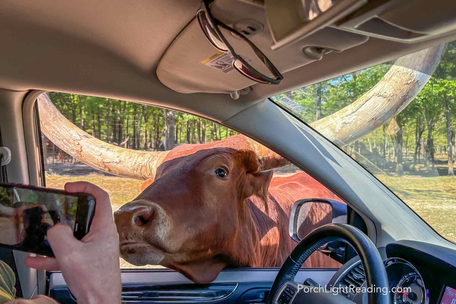Texas Longhorn sticking his head through the car window. 