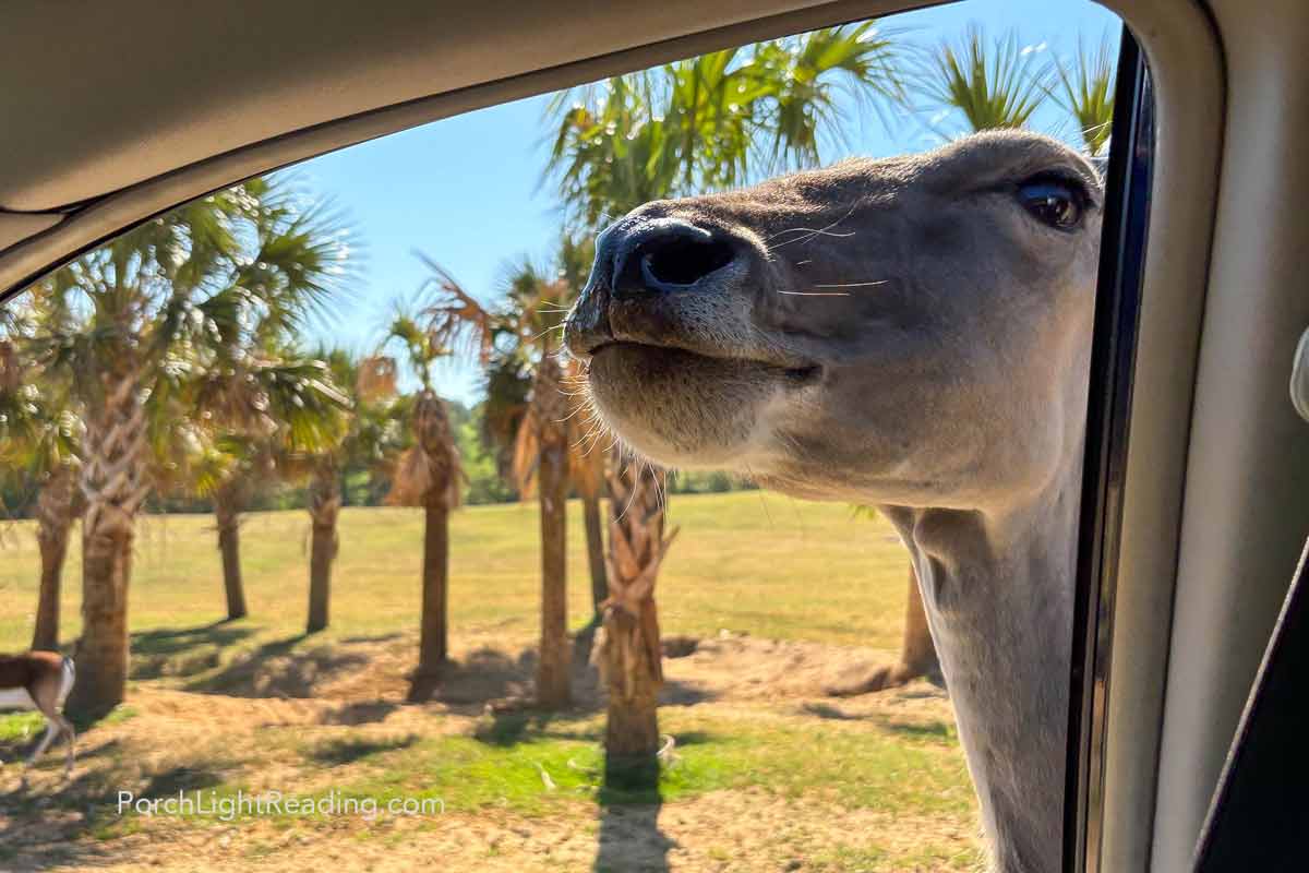 Majestic animal looking for a little snack at the car window. 