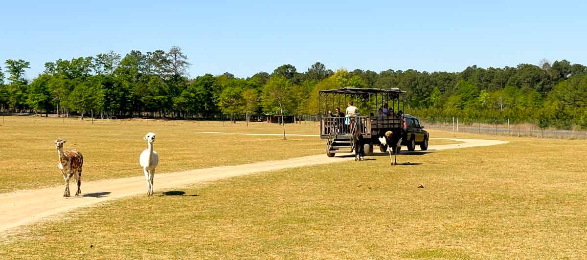 Wagon ride at the Eudora Wildlife Safari Park, South Carolina. 