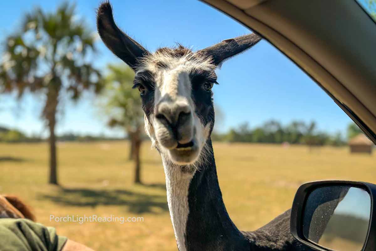 Llama looking for a little treat to eat. 