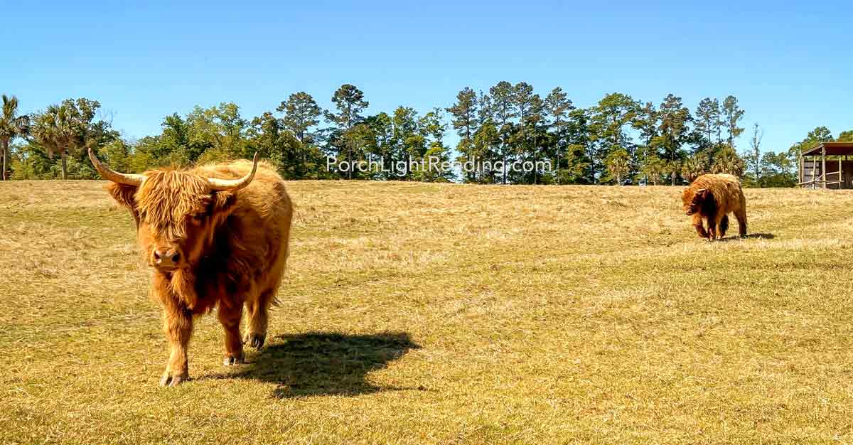 Two highlander cows walking towards the vehicle from on top of a hill. 
