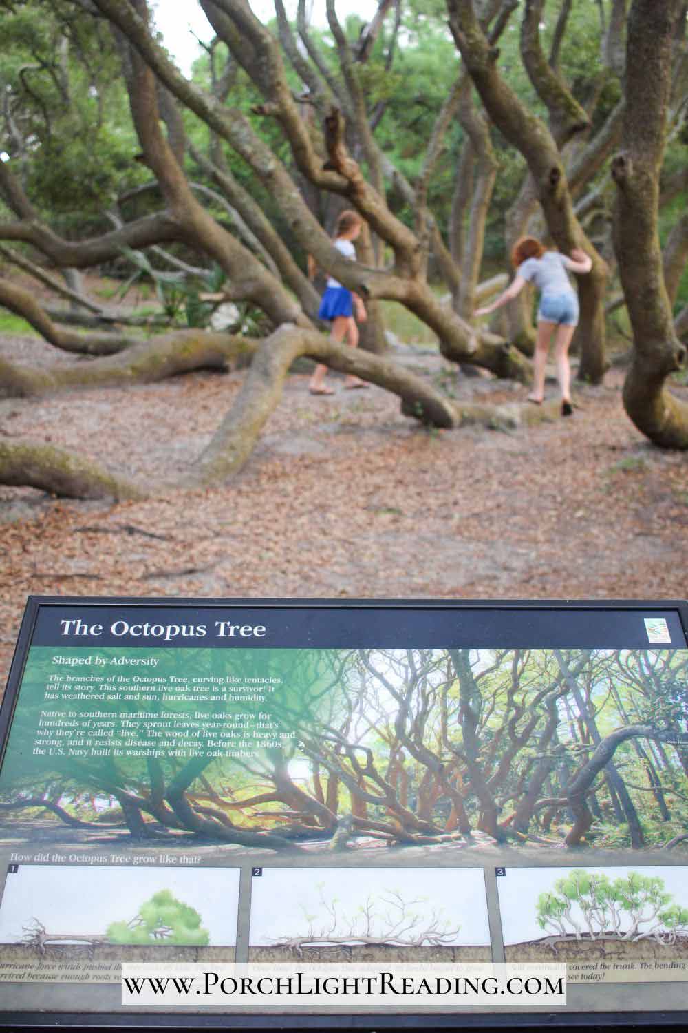 Exploring the branches growing out of the ground of Octopus Tree. 